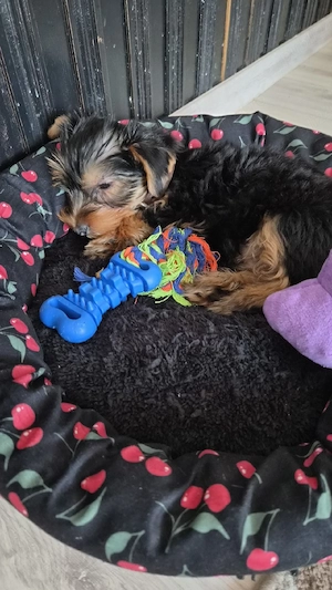    Yorkshire Terrier mascul   