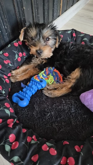    Yorkshire Terrier mascul    - imagine 2
