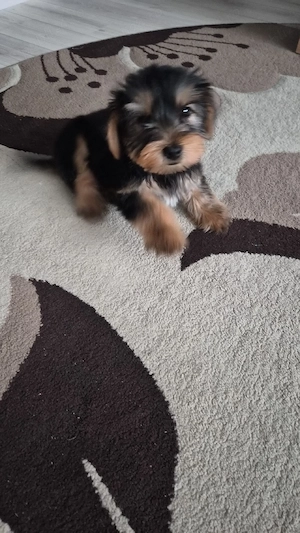    Yorkshire Terrier mascul    - imagine 3