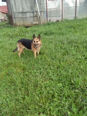 Pui ciobănesc german in vărsta de 8 saptamanii 