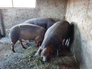 Vand porci duroc aprox.+150kg pret 10 lei kg - imagine 2