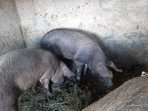 Vand porci duroc aprox.+150kg pret 10 lei kg - imagine 3