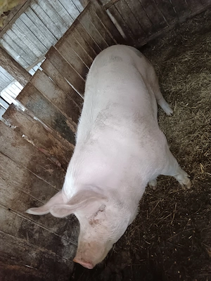 Vând porc  250 kg - imagine 2