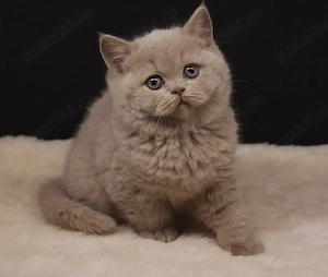 british Shorthair lila!!!
