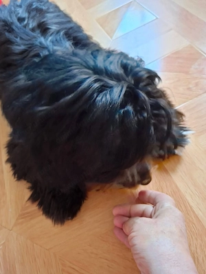 Caut câine bichon havanez .