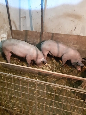 Vand porc de carne  - imagine 5