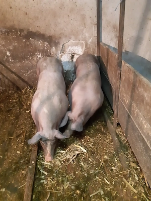 Vand porc de carne  - imagine 2