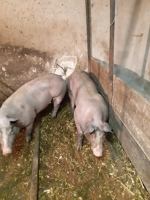 Vand porc de carne  - imagine 4