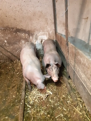 Vand porc de carne  - imagine 3