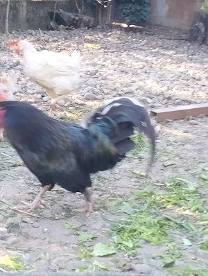 Cocos italian- fonix - imagine 2