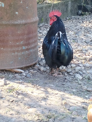 Cocos italian- fonix - imagine 4