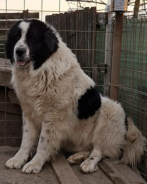 Mascul Ciobănesc de Bucovina  - imagine 2