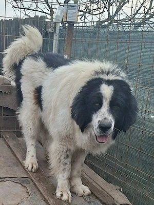 Mascul Ciobănesc de Bucovina 