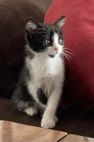 Siberiana de Padure  - imagine 2