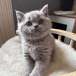 British Shorthair blue  - imagine 3