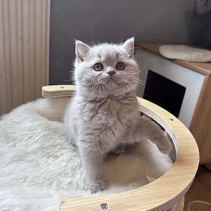 British Shorthair blue 