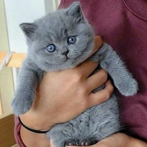British Shorthair blue 