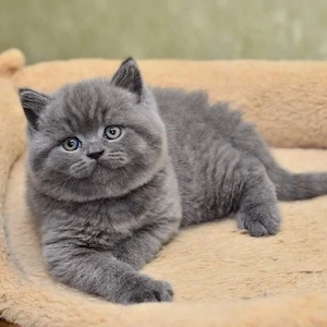 British Shorthair blue  - imagine 3