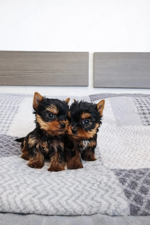 Yorkshire terrier mini toy Tea cup 