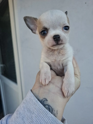 extra mini chihuahua - imagine 4