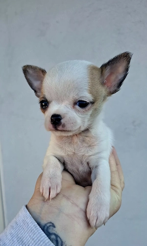 extra mini chihuahua - imagine 5