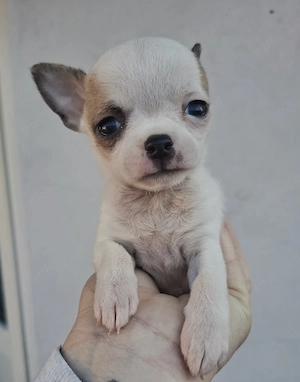 extra mini chihuahua - imagine 3