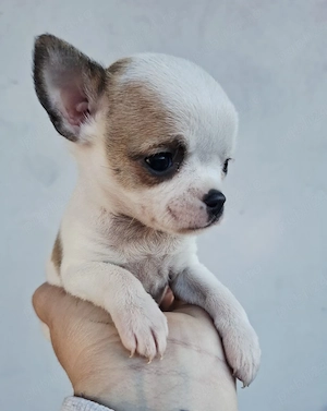 extra mini chihuahua - imagine 2