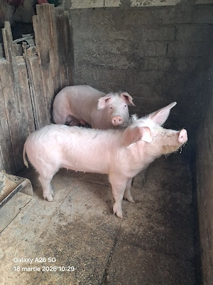 porci de vânzare  - imagine 2