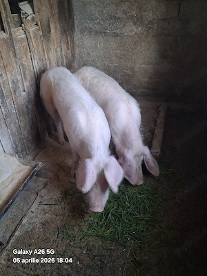 porci de vânzare 