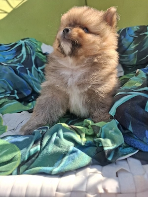 pomeranian mini mascul - imagine 5