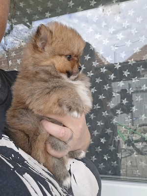 pomeranian mini mascul - imagine 4