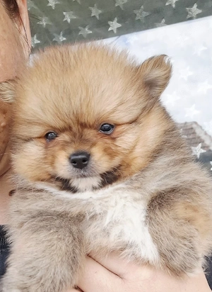 pomeranian mini mascul - imagine 3