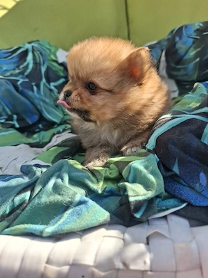 pomeranian mini mascul - imagine 2