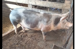 Vand porci 120-190kg