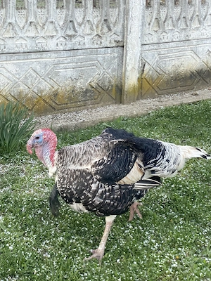 Vând curcani crescuți în gospodărie la țară. 400 lei bucata. Aproximativ 11-12 kg în viu - imagine 2