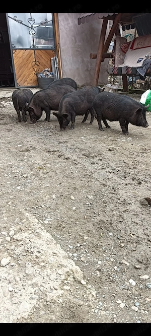 Porci mixati bazna cu vietnamez 65 kg fara colesterol - imagine 2
