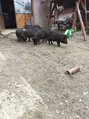 Porci mixati bazna cu vietnamez 65 kg fara colesterol