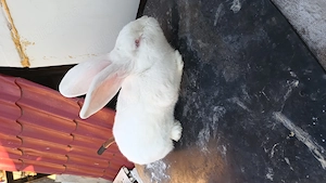 Iepuri UGA!!!  - imagine 5