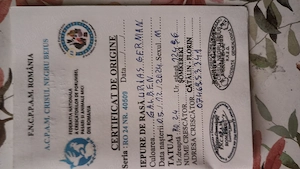 Iepuri UGA!!!  - imagine 2