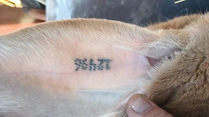 Iepuri UGA!!!  - imagine 6