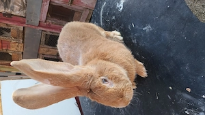 Iepuri UGA!!!  - imagine 4