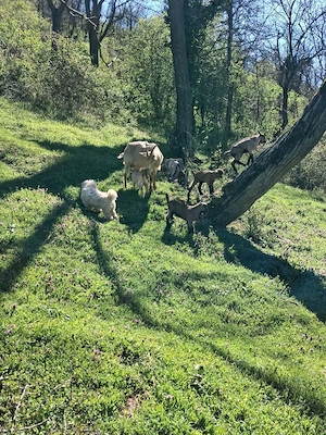 capre alpin franceze - imagine 5