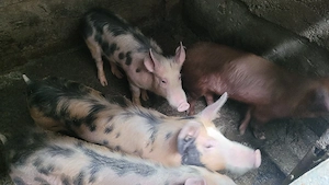 Vand purcei de rasa, 40-50 kg  - imagine 3