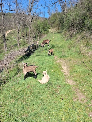 capre alpin franceze - imagine 4