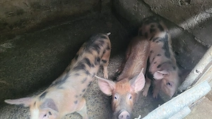 Vand purcei de rasa, 40-50 kg  - imagine 2