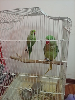 Papagali de vanzare  - imagine 2
