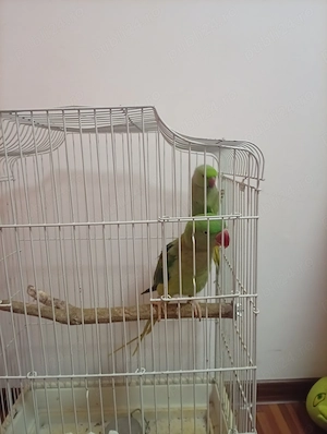 Papagali de vanzare  - imagine 4