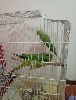 Papagali de vanzare  - imagine 3