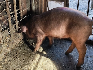 Purcei duroc  - imagine 2