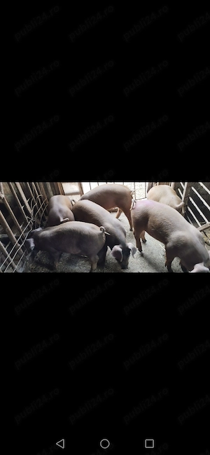 Purcei duroc  - imagine 3